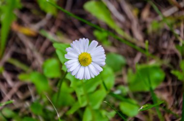 Single white daisy flower blooming in green meadow captured with macro lens. Close up of daisy flower, centered composition, soft natural light, shallow depth of field, top view, concept of purity, nature, spring freshness