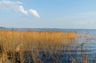 Golden reeds growing in calm blue lake water under bright sky. Serene landscape with reeds by lake, low angle view, natural mood, clear horizon, concept of tranquility, nature, ecology, relaxation theme