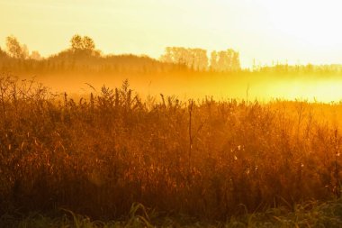 Mısır tarlasının üzerinde sabah güneşiyle altın gün doğumu. Gün doğumu sahnesi, huzurlu atmosfer, alçak açı geniş manzara, kırsal tarım arazisi, altın tonlar, hasat konsepti, doğa güzelliği ve kırsal huzur.