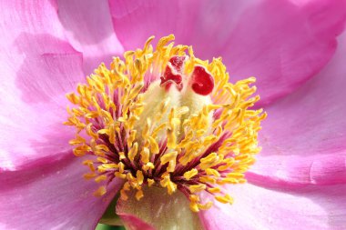 Makro Kapalı Bahçe Şakayık Paeonia Resmi