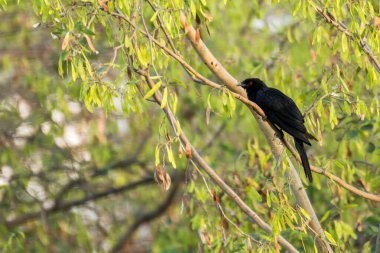 Asyalı Koel ağacın dalında