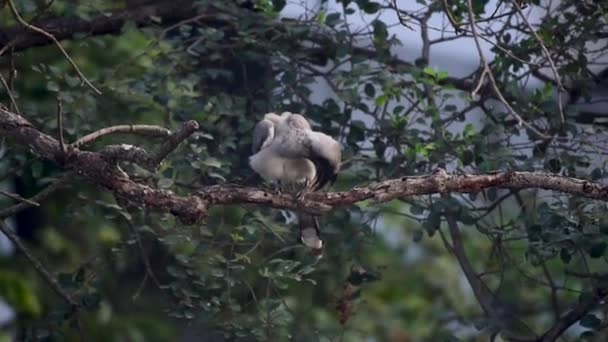 Indian Gray Hornbill Drzewie — Wideo stockowe