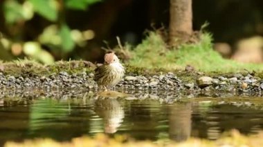 Puff, Babbler 'ı Maharashtra Ormanı' nın sularında banyo yaparken boğdu.