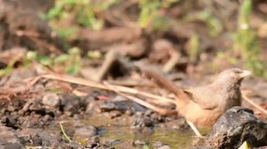 Maharashtra, Hindistan 'daki Orman Gevezeleri