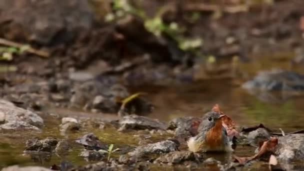 马哈拉施特拉邦森林溪流中的红乳房捕猎者 — 图库视频影像