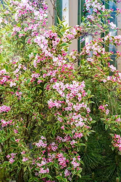 stock image Beautiful pink blossoms of weigela Florida flowers