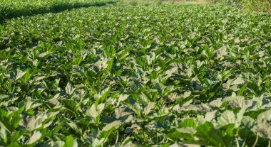 Şeker pancarı ekili çiftçi tarlası