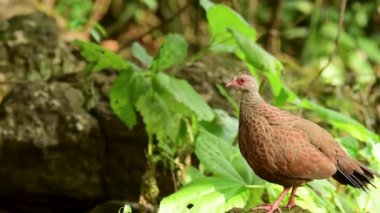 Kırmızı Spurfowl ormanda dolaşıyor.