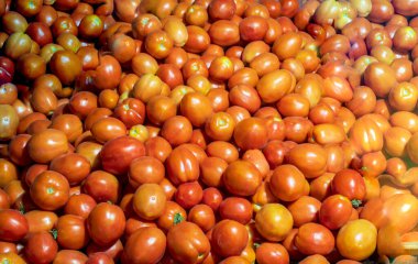 Tarım üretimi Yaz mevsimi domatesi pazara geldi.