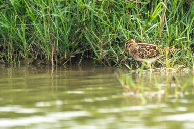 Manglajodi, Orissa, Hindistan 'daki Chilika Gölü' ndeki Ortak Snipe..