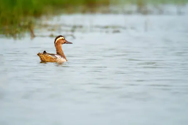 Orissa, Hindistan 'daki Chilika Gölü' nde dev ördek..