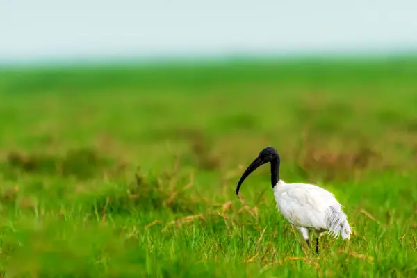 Siyah başlı Ibis Chilika Gölü Manglajodi, Hindistan