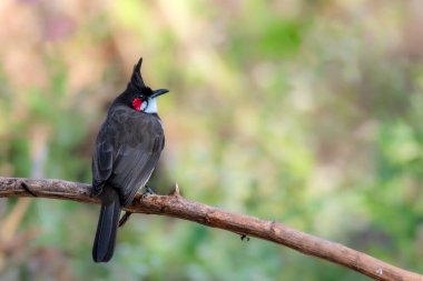 Ağacın dalında Kırmızı Bıyıklı Bulbul