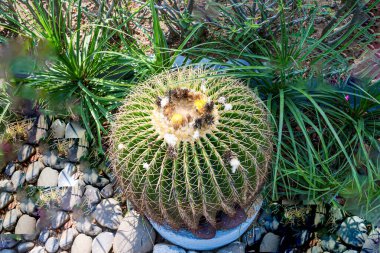 Parodi magnifica yuvarlak şekilli Kaktüs