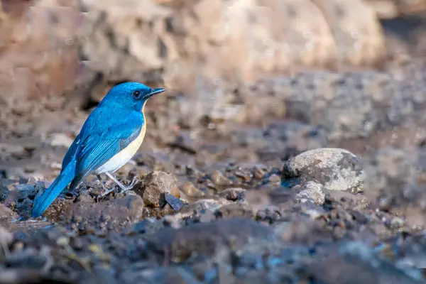 Tickell 's Blue Flycatcher Orman Vadisi' nde