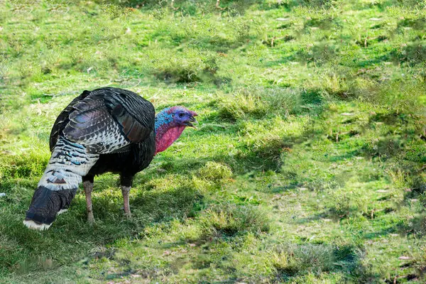 Bahçede dolaşan bronz hindi