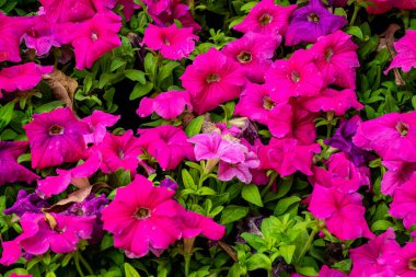 Çok güzel bir kış mevsimi Petunya mor kadife çiçeği