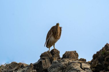 Hindistandaki Chilika Gölü kayalığında balıkçıl..