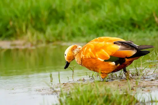 Ruddy Shelduck Chilika Gölü Manglajodi, Orissa, Hindistan.