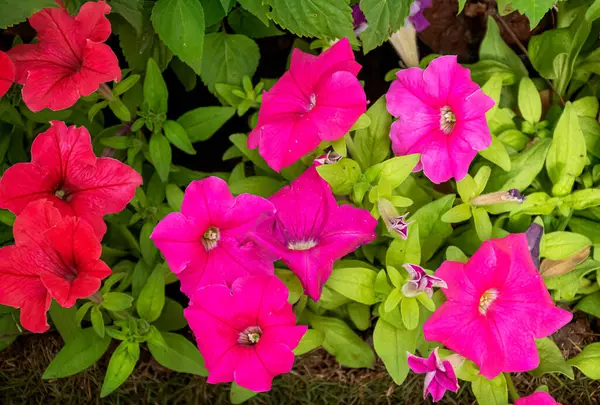 Pembe Petunyalar İmparatoriçe bahçesinde, Hindistan.