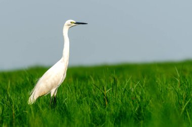 Chilika Gölü 'nün çayırlarında küçük balıkçıl, Hindistan