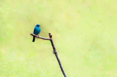 Verditer Sinekkapanı Erkek Maharashtra, Hindistan 'da