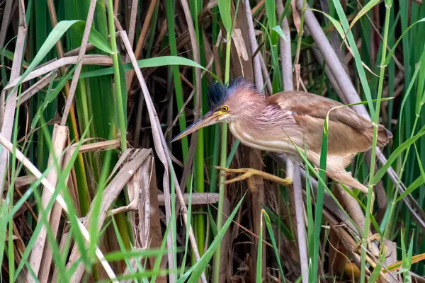 Sarı Bittern, Chilika Gölü kıyısında, çim arazisi. Hindistan.