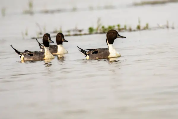 Chilika Gölü 'nde Kuzey Pintail, Hindistan