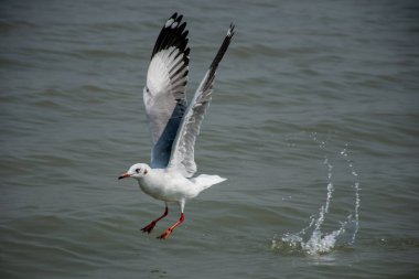Chilika Gölü, Hindistan 'da İnce Gagalı Martı.