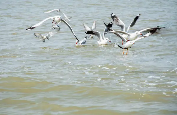 İnce Gagalı Martı, Chilika Gölü, Hindistan 'da eylem halinde.