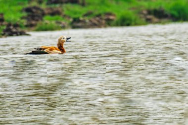 Ruddy Shelduck Manglajodi Chilika gölünde yüzüyor, Hindistan