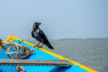 Chilika Gölü, Hindistan 'da teknenin güvertesindeki balıkçı karga.