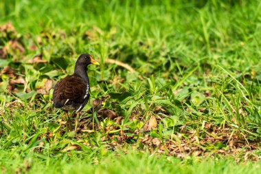 Göl kenarındaki Avrasya Moorhen, Hindistan