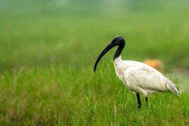 Siyah başlı Ibis göl kenarındaki tarlada.