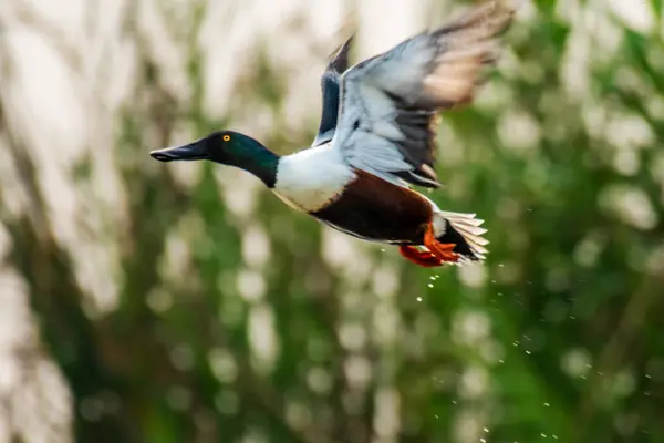 Northern Shoveler gölün üzerinde uçuyor.