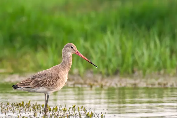 Orissa Gölü, Hindistan 'da Kara Kuyruklu Godwit