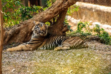 Orissa, Hindistan 'da Ormandaki Kaplan