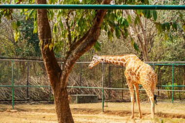 Kuzey Zürafa, Nandan Kannan Zooloji Parkı 'nda. Orissa, Hindistan.