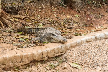 Nanda Kannan Zooloji Parkı, Hindistan 'da Nil Timsahı.