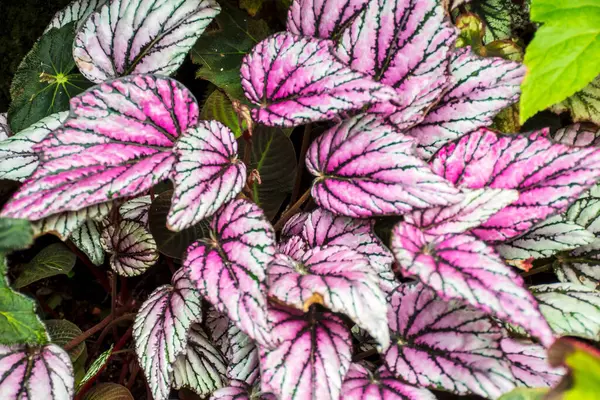 Rex Begonia çok renkli bir bitki.