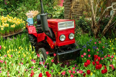 Singapur 'un lale bahçesinde traktör.