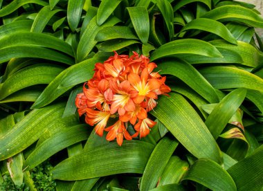 Natal Lily Çiçeği veya Ateş Zambağı, Bush zambağı, Kaffir Zambağı, 