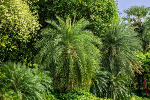 Hurma ağacı Phoenix Dactylifera