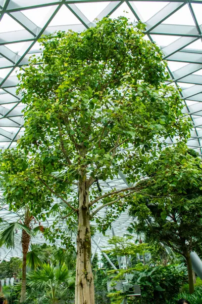 stock image The Sacred Fig Tree Ficus Religiosa