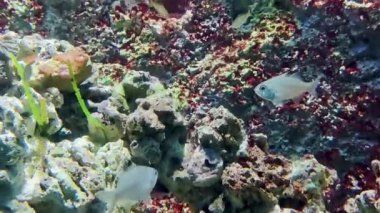 Singapur 'daki SEA akvaryumunda düşük yüzgeçli balık.