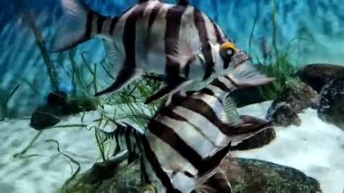 Siyah beyaz çizgili balık - Yaşlı eş Enoplosus armatus