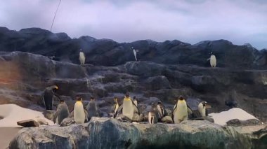 Singapur 'daki SEA akvaryumundaki penguenler