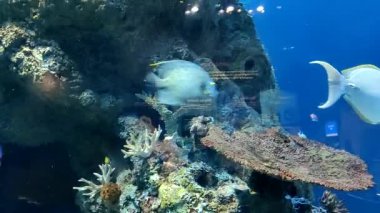 Sarı yüzgeçli cerrah, deniz altı balığı SEA akvaryumu Singapur