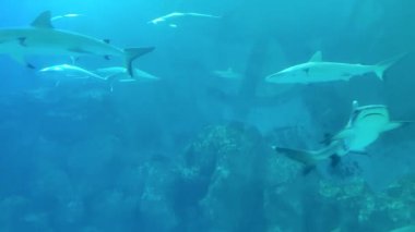 Büyük Beyaz Köpekbalığı Suyun altında