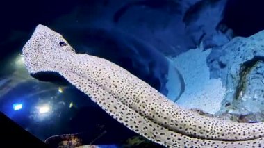 Moray Yılanbalığı suyun altında balık tutar.